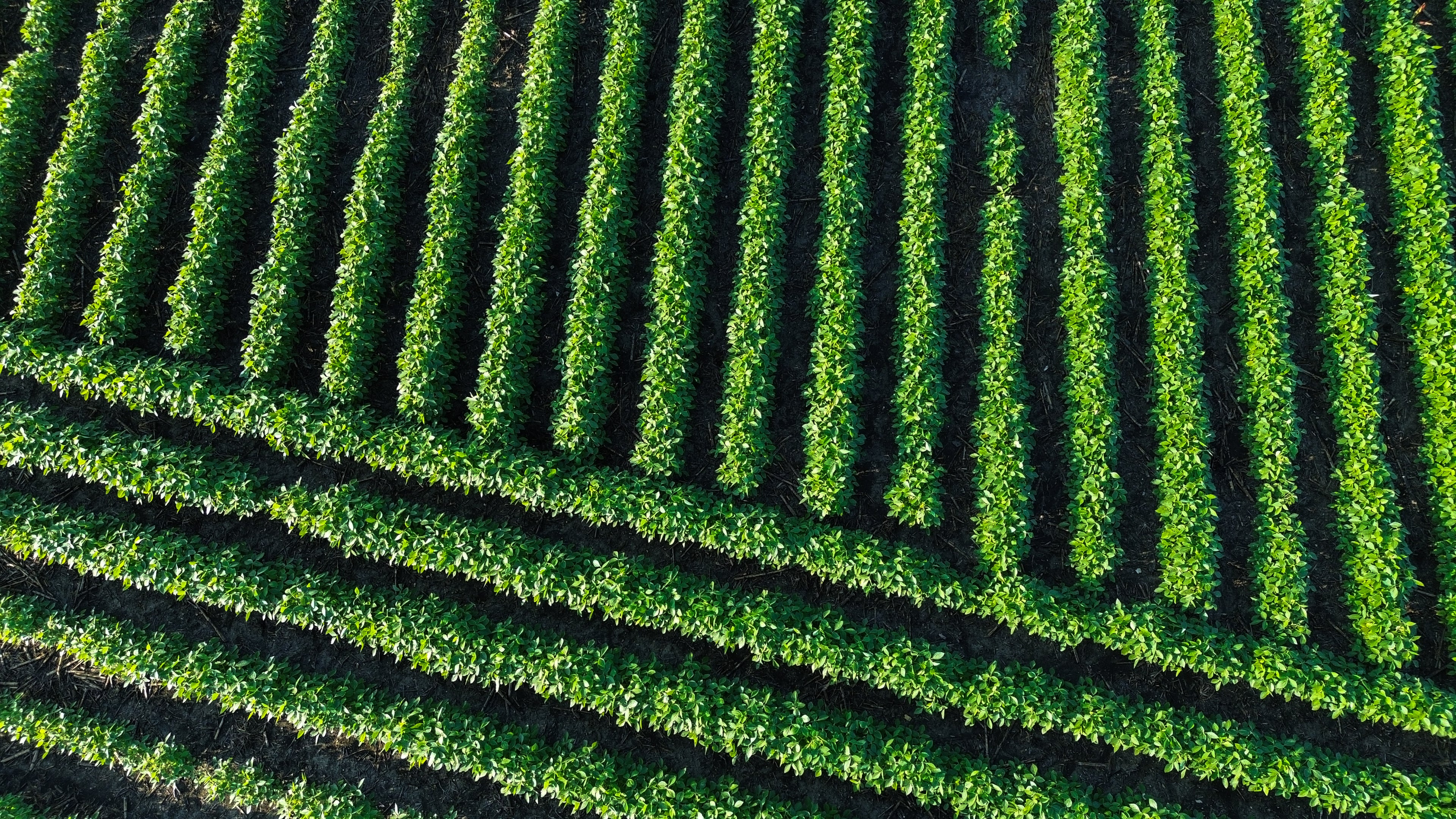 Emerald Fields