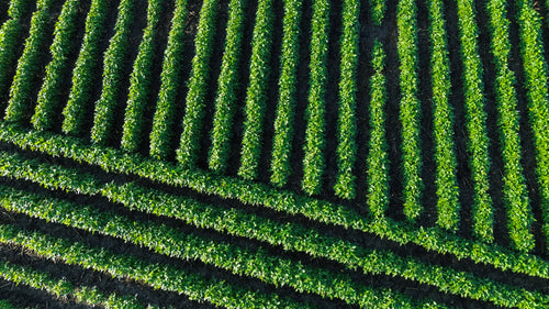 Emerald Fields